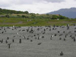 Magellanic penguins